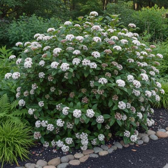 Viorne de Prague, Viburnum à fleurs Blanche - feuillage Persistant - Pot de 1,5L - 20/50 cm- hauteur à maturité De 2,50 m à 3,00 m - Image 3