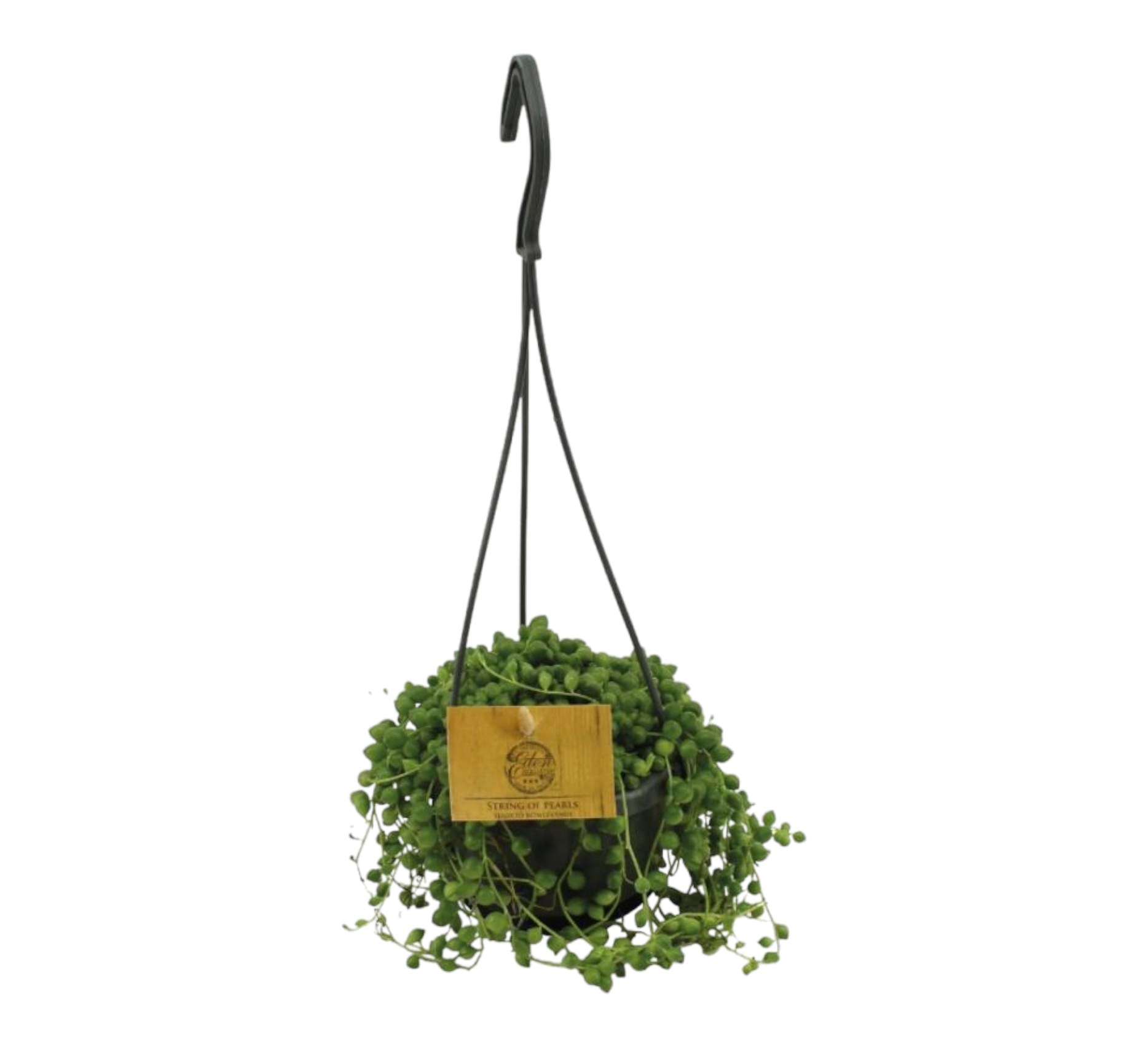 La Green Touch - Senecio Rowleyanus 15cm - Plante d'intérieur- La Green Touch - Imagen 1