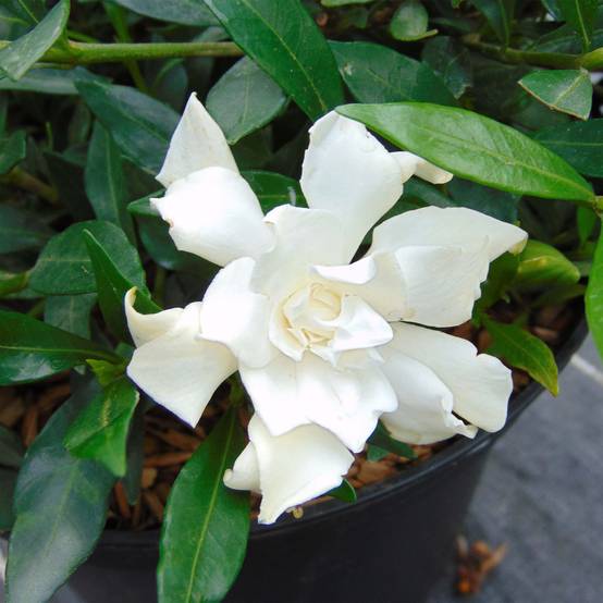 Promesse de Fleurs - Gardenia jasminoides Perfumed Petticoats Pot de 2L/3L - Image 1