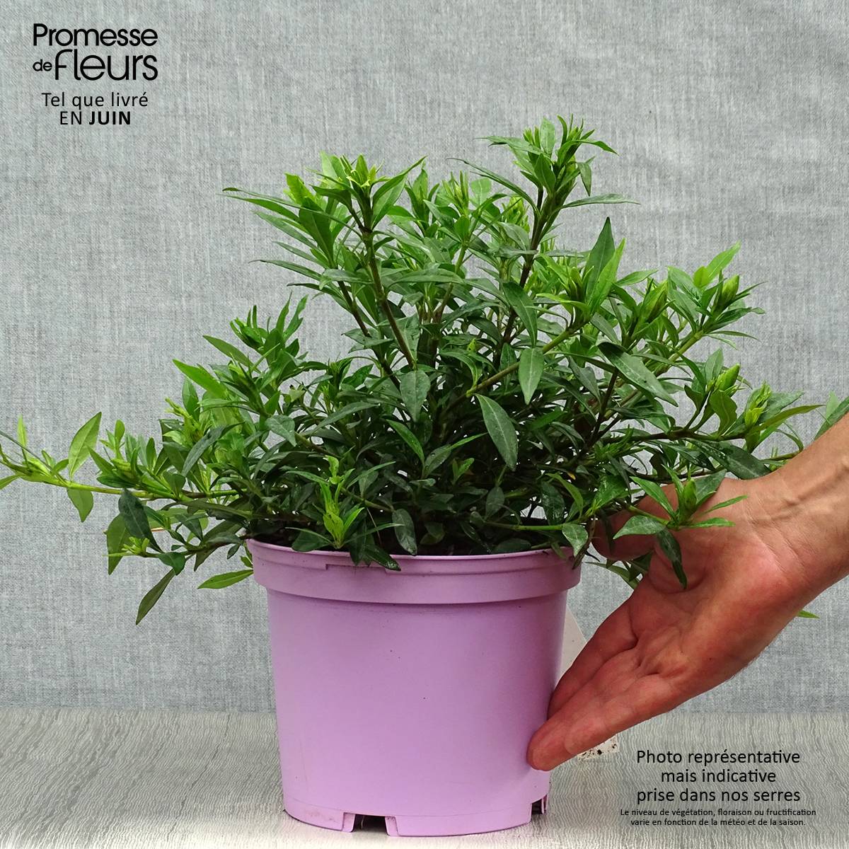 Promesse de Fleurs - Gardenia jasminoides Perfumed Petticoats Pot de 2L/3L - Image 2