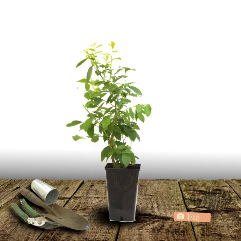 Myrtille Blue Pearl, Myrtillier - Excellent rendement - Pot de 5L - 40/80 cm - De 1,00 m à 1,50 m - Imagen 6