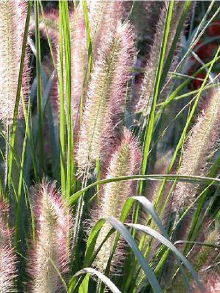 Promesse de Fleurs - Pennisetum alopecuroides Herbstzauber, Herbe aux écouvillons Godet de 8/9 cm