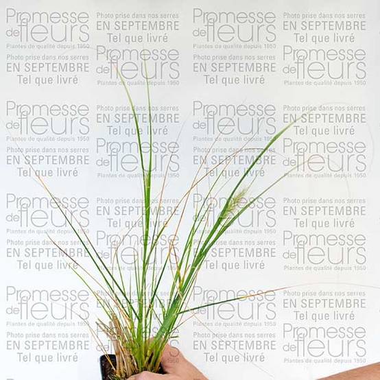 Promesse de Fleurs - Pennisetum alopecuroides Herbstzauber - Herbe aux écouvillons Godet de 8/9 cm - Image 2