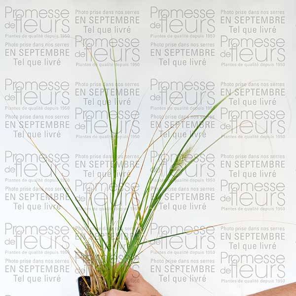 Promesse de Fleurs - Pennisetum alopecuroides Herbstzauber - Herbe aux écouvillons Godet de 8/9 cm - Image 2