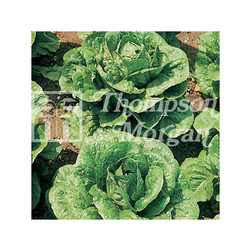 Laitue pommée Tom Thumb miniature le sachet de 1000 graines environ (1,5g)
