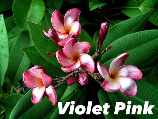 Sans Marque - Plumeria rubra "Violet Rose" (frangipanier) Taille:Pot de 2 litres ? 20/30 cm - Couleur floraison:Violet