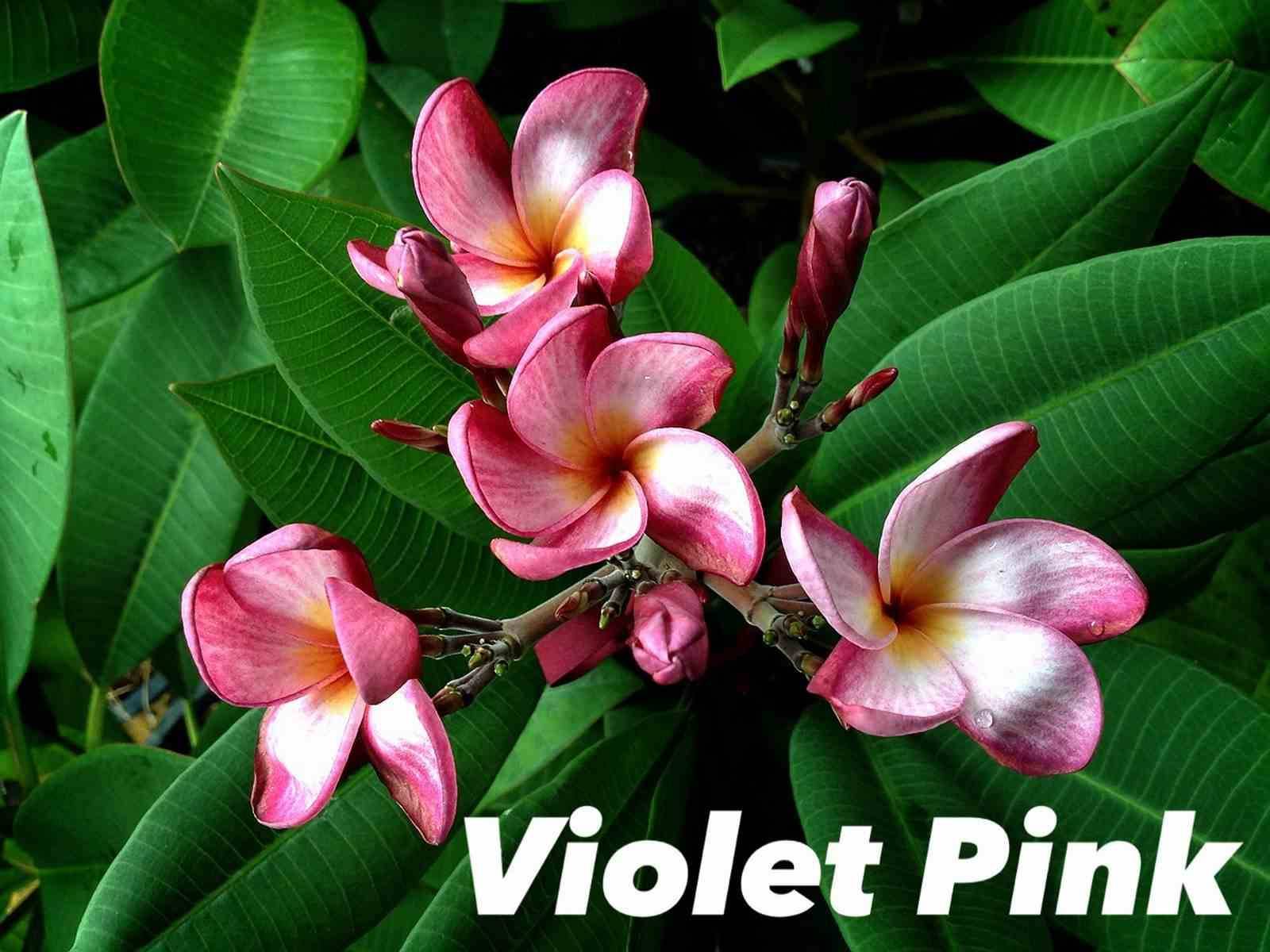 Sans Marque - Plumeria rubra "Violet Rose" (frangipanier) Taille:Pot de 2 litres ? 20/30 cm - Couleur floraison:Violet