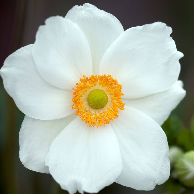 Anémone du Japon Honorine Jobert à fleurs Blanche - feuillage Caduc - Godet - 5/20 cm-  hauteur à maturité De 0,50 m à 1,00 m