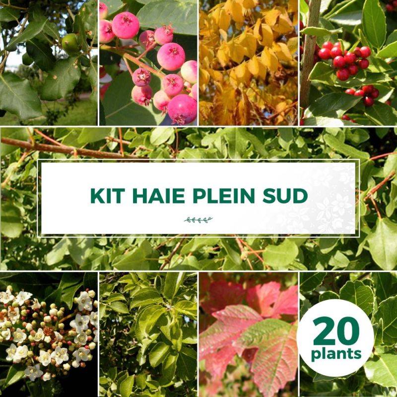 Haie Plein Sud - 20 arbustes -  - Pépinières Naudet - Imagen 1