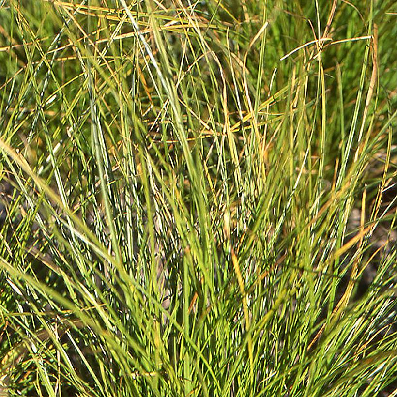 Carex secta - Laîche Godet de 8/9 cm