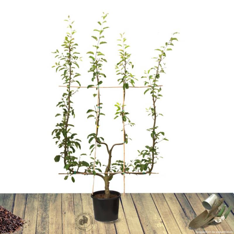 Pommier Cybèle® 'Delrouval' - Bon rendement - Pot de 15L - 1/2 tige - 150/175 cm - De 3,00 m à 5,00 m - Imagen 7