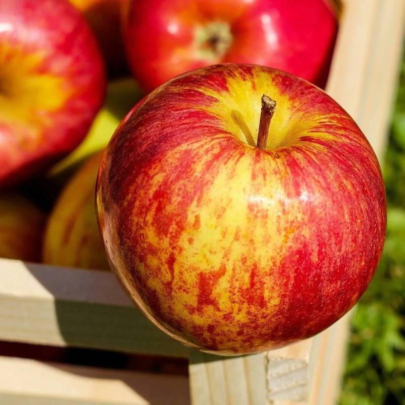 Pommier Cybèle® 'Delrouval' - Bon rendement - Pot de 15L - 1/2 tige - 150/175 cm - De 3,00 m à 5,00 m - Imagen 5