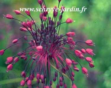 Promesse de Fleurs - Ail d'ornement - Allium pulchellum Bulbe calibre I (par 3)