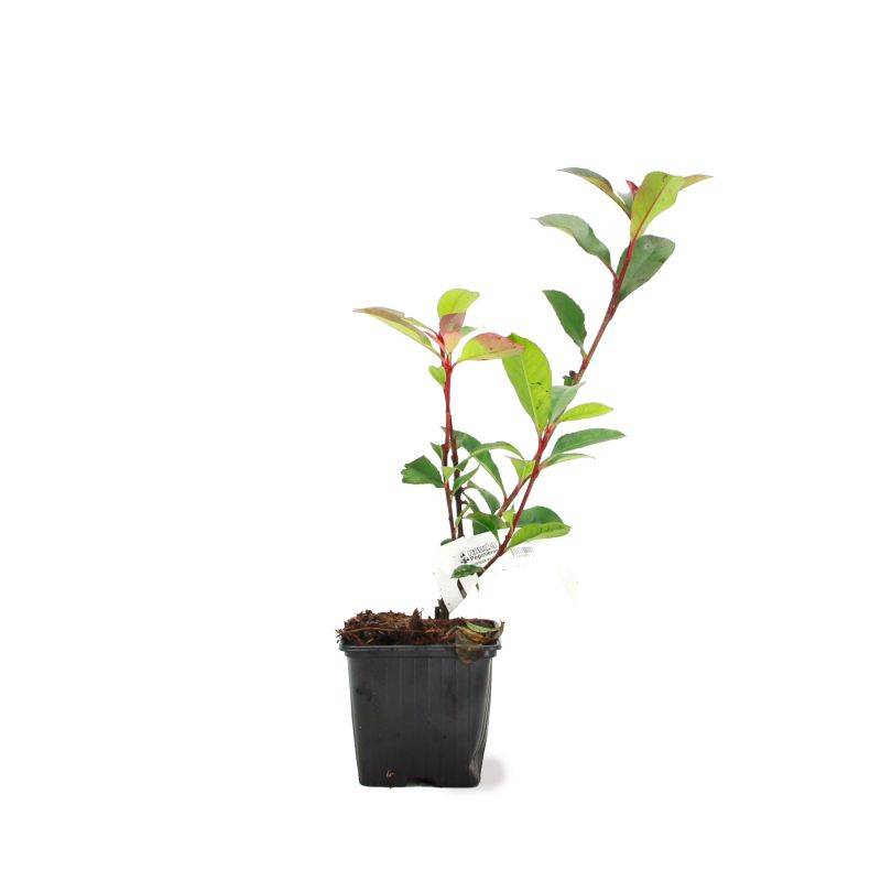 Photinia de fraser 'Robusta Compacta' (Photinia x fraseri 'Robusta Compacta') - Godet - Taille 13/25cm - Pépinières Naudet - Imagen 2