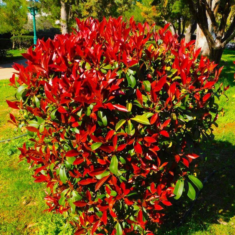 Photinia de fraser 'Robusta Compacta' (Photinia x fraseri 'Robusta Compacta') - Godet - Taille 13/25cm - Pépinières Naudet - Imagen 1