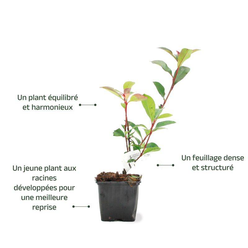 Photinia de fraser 'Robusta Compacta' (Photinia x fraseri 'Robusta Compacta') - Godet - Taille 13/25cm - Pépinières Naudet - Imagen 3
