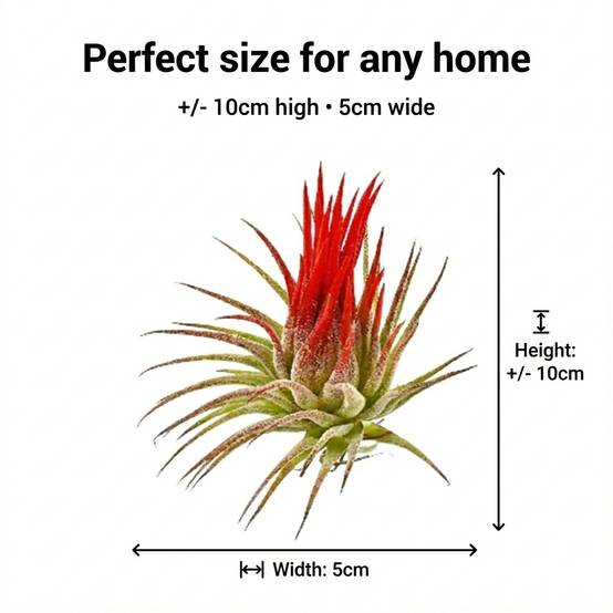 0 - Tillandsia - 20 pièces - Plantes Aériennes - avec Spray - Image 7