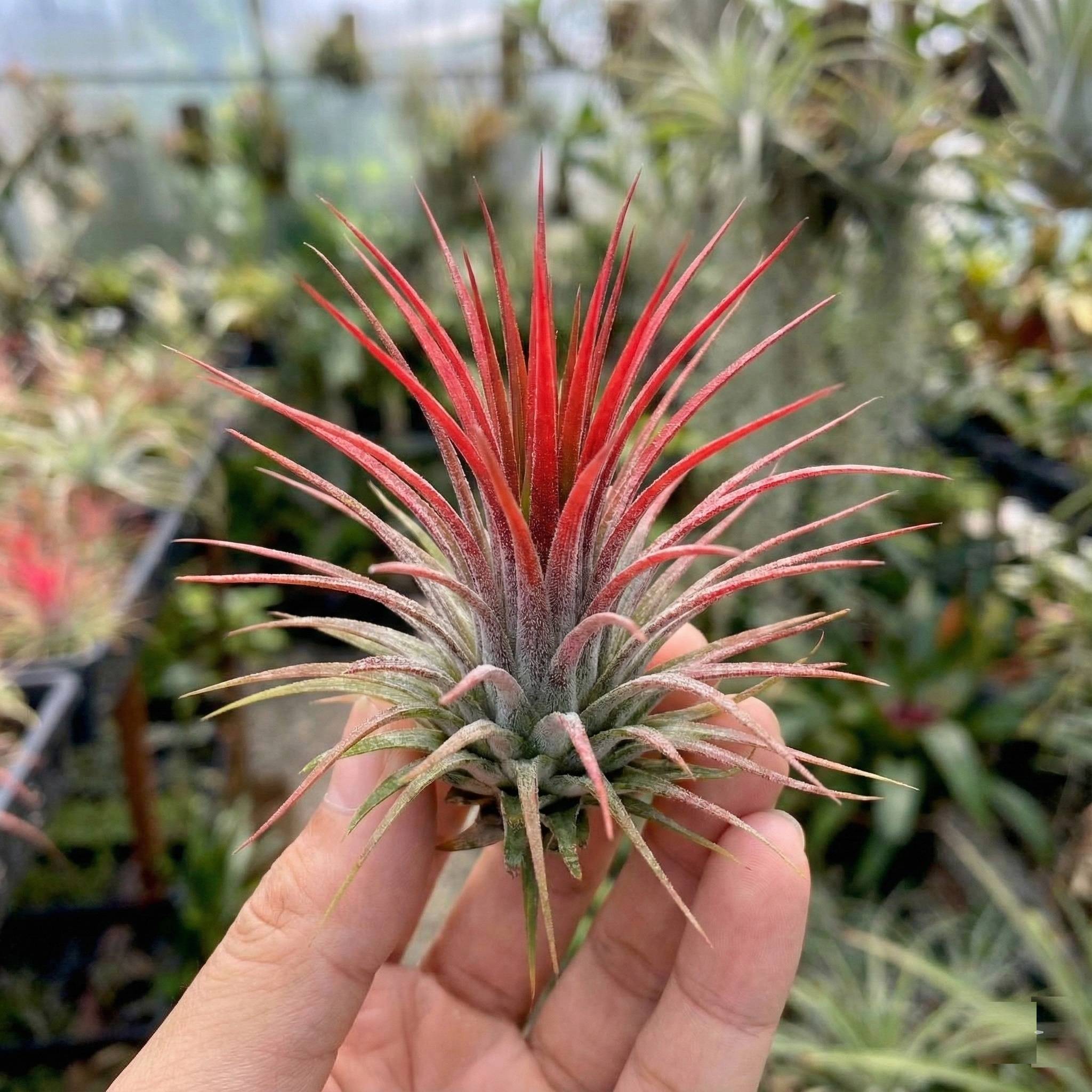0 - Tillandsia - 20 pièces - Plantes Aériennes - avec Spray - Image 3