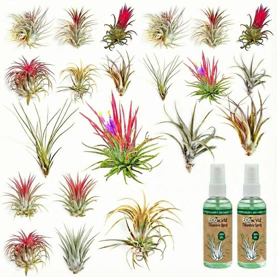0 - Tillandsia - 20 pièces - Plantes Aériennes - avec Spray - Image 1