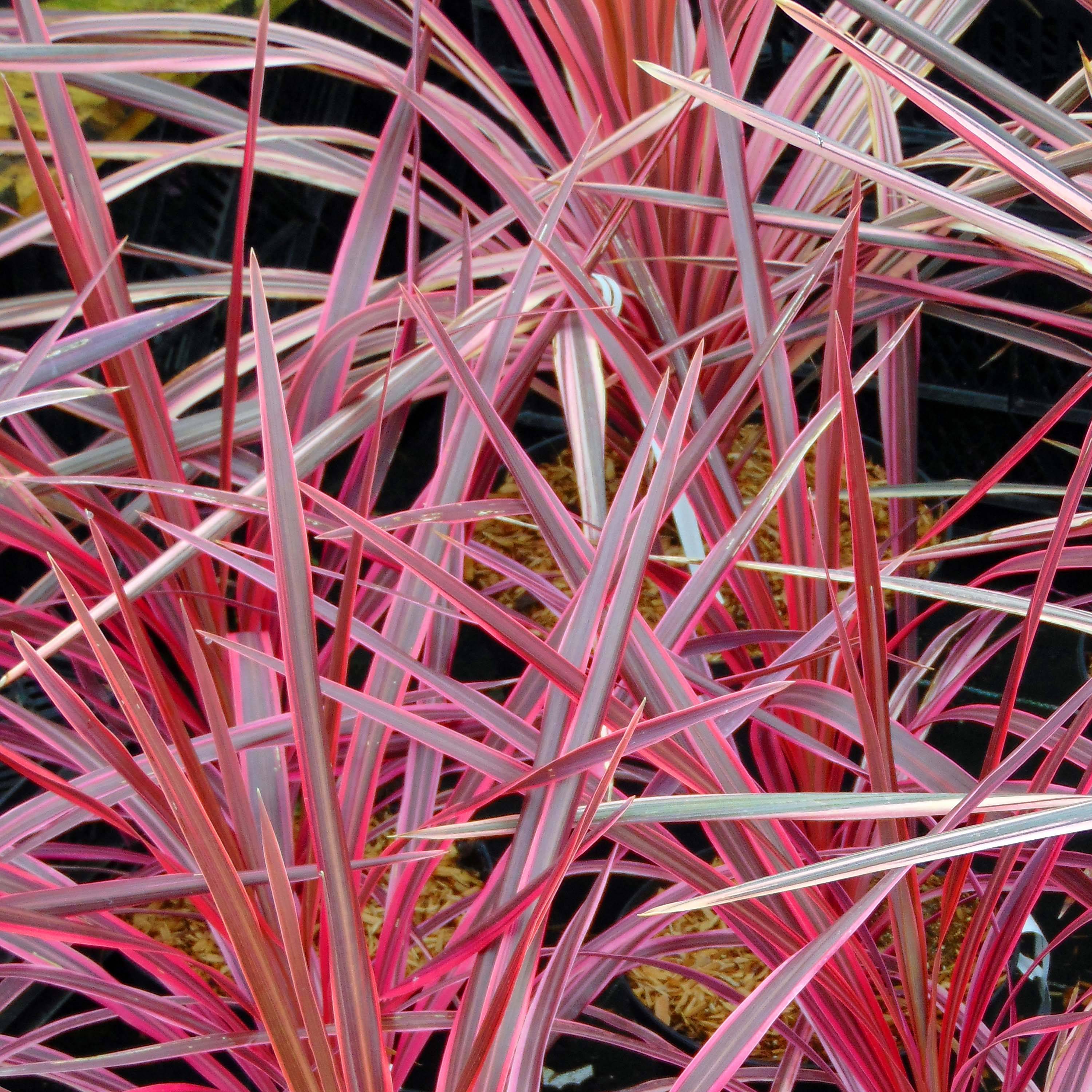 Cordyline australis Southern Splendour Godet de 8/9 cm