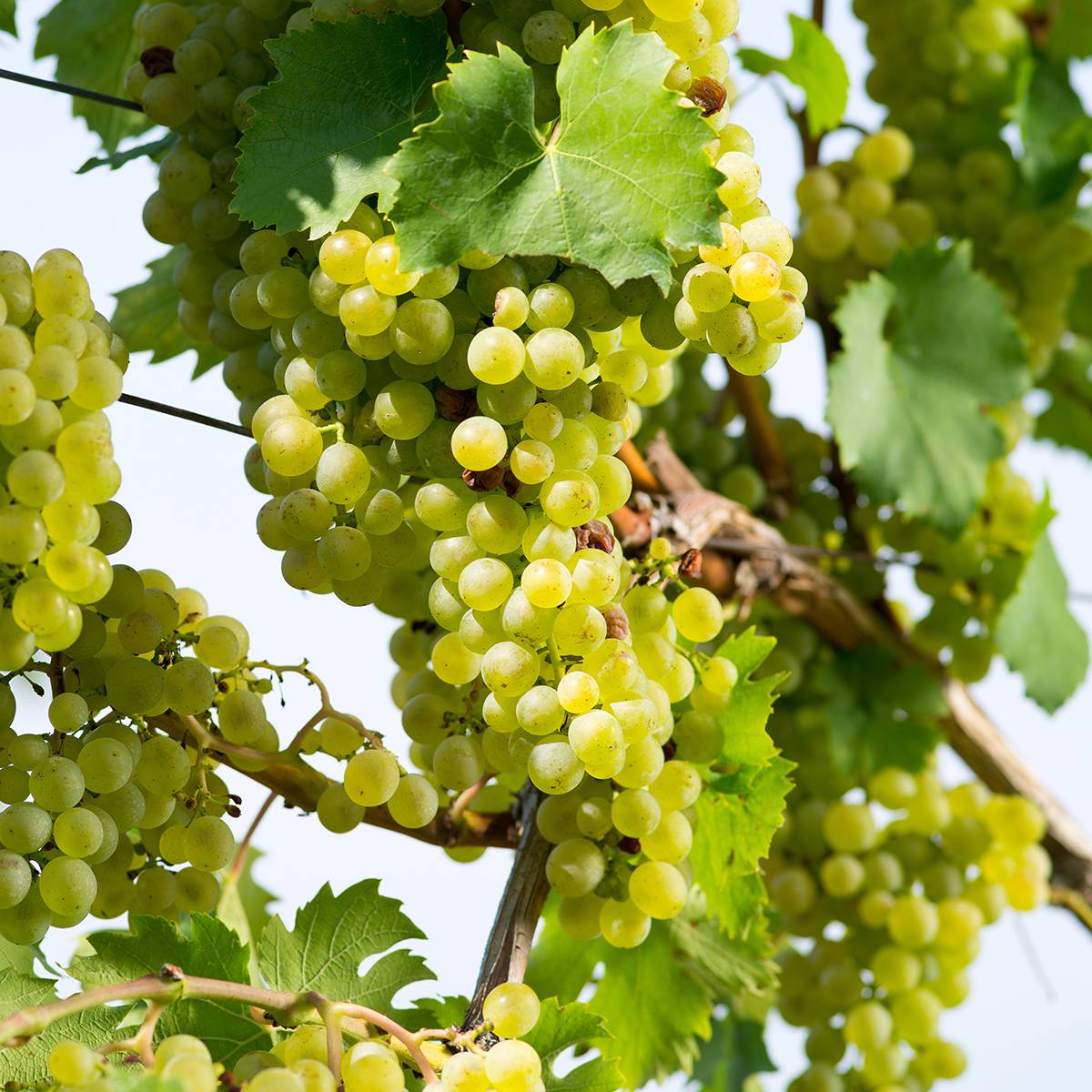 Promesse de Fleurs - Vigne Citrina - Vitis vinifera Pot de 1,5L/2L