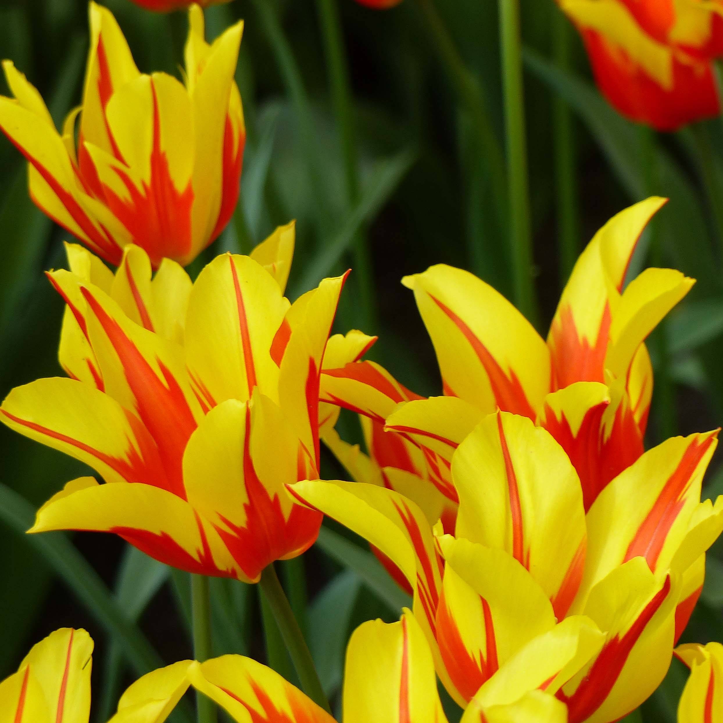 Promesse de Fleurs - Tulipe fleur de lis Fire Wings Bulbe calibre 12+ (par 10)