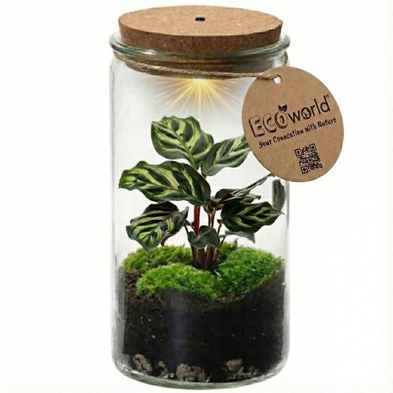 0 - Mini Terrarium de Plantes Ø11 cm - Écosystème Fermé en Verre - Image 1
