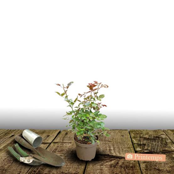 Rosier rugeux Hansa à fleurs Violette - feuillage Caduc - Pot de 1,5L - 20/50 cm- hauteur à maturité De 1,00 m à 1,50 m - Image 8