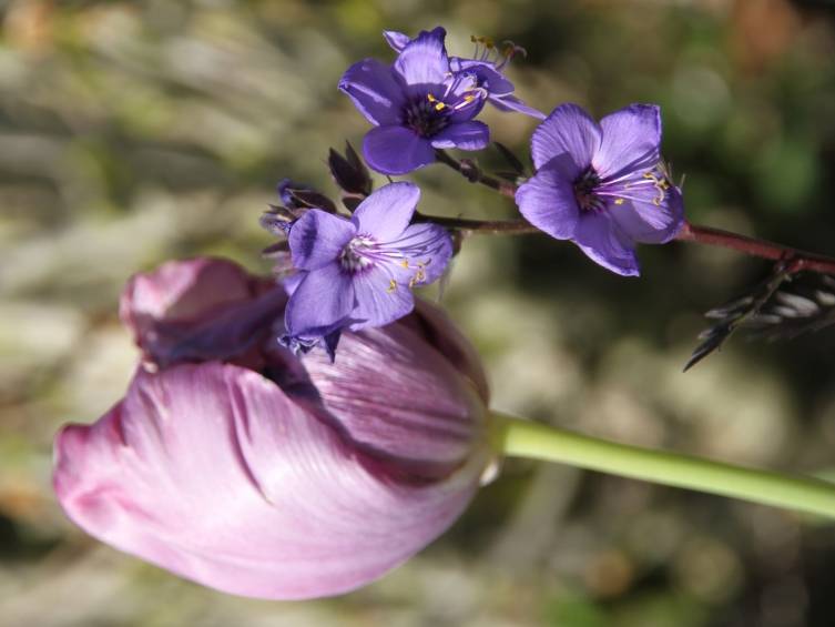 Promesse de Fleurs - Polemonium Bressingham Purple  Godet de 8/9 cm