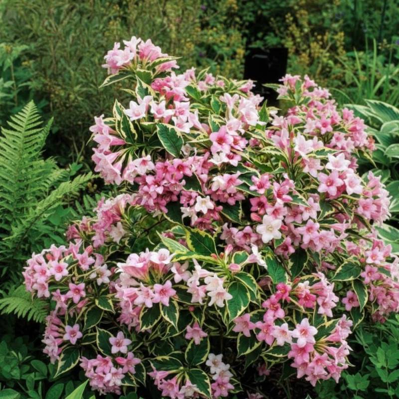 Weigela nain panaché, Weigelia à fleurs Rose - feuillage Caduc - Pot de 7,5L - 40/60 cm-  hauteur à maturité De 1,00 m à 1,50 m - Imagen 2