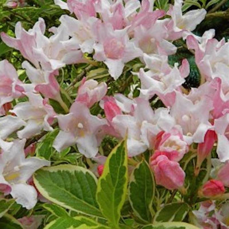 Weigela nain panaché, Weigelia à fleurs Rose - feuillage Caduc - Pot de 7,5L - 40/60 cm-  hauteur à maturité De 1,00 m à 1,50 m - Imagen 3