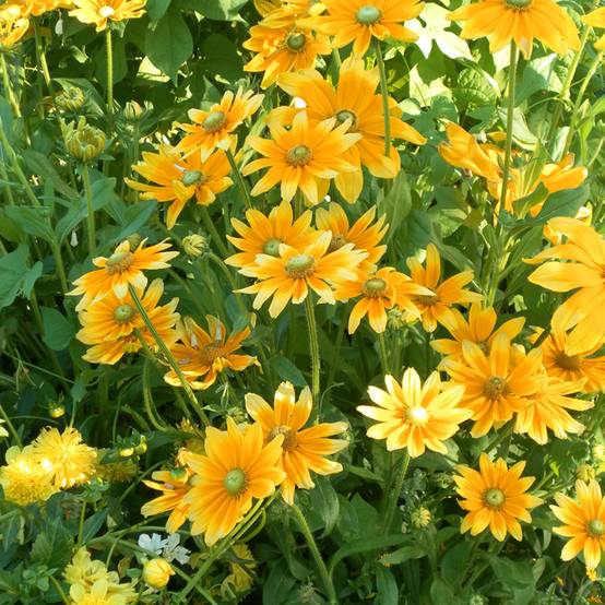Graines de Rudbeckia Prairie Sun - Rudbeckia hirta le sachet de 25 graines environ