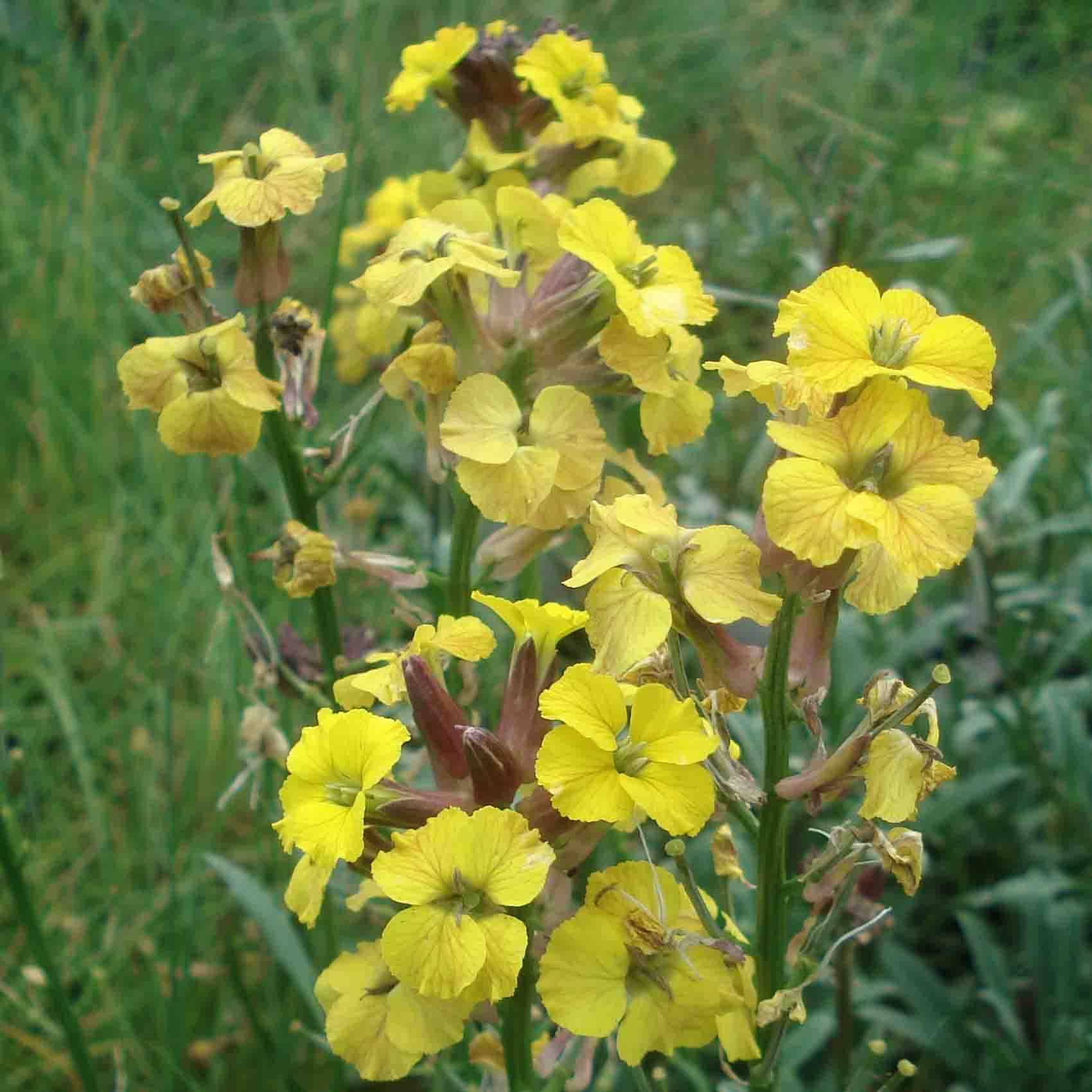 Erysimum Jubilee Gold - Fausse giroflée Godet de 8/9 cm