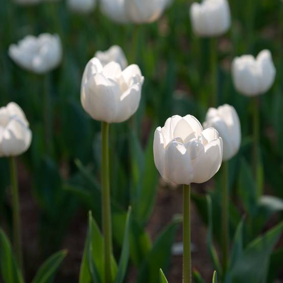 Promesse de Fleurs - Tulipe simple tardive Angels Wish Bulbe calibre 11+ (par 10)
