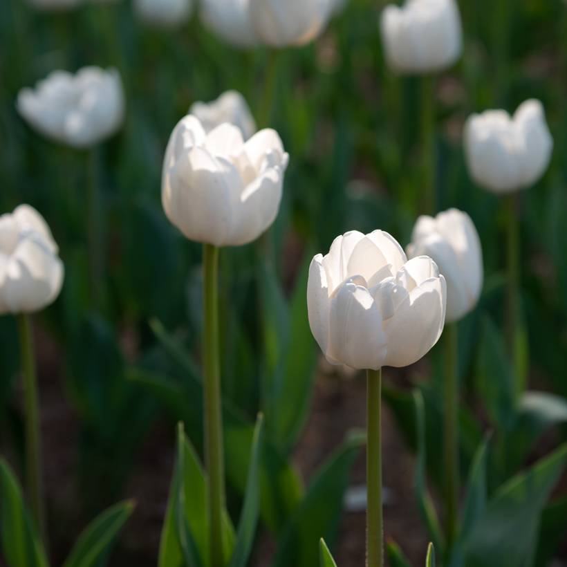 Promesse de Fleurs - Tulipe simple tardive Angels Wish Bulbe calibre 11+ (par 10)