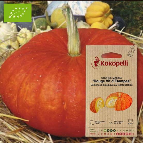Courge Vif d'Étampes- Graines bio à semer - Image 1