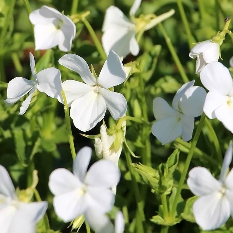 Promesse de Fleurs - Violette cornue Wisley White - Viola cornuta Godet de 8/9 cm