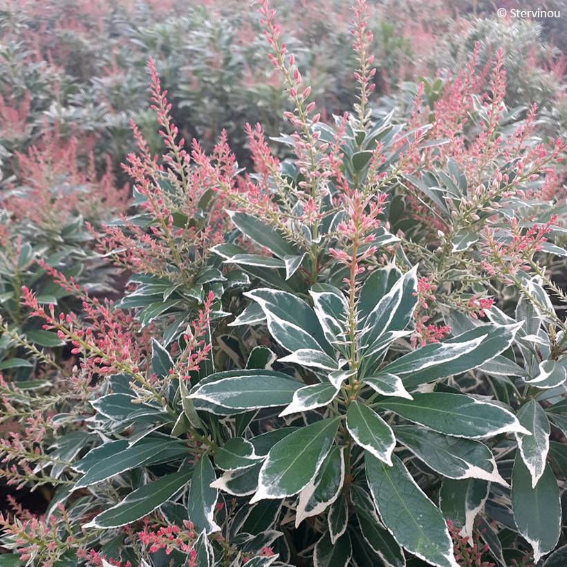 Promesse de Fleurs - Andromède du Japon - Pieris japonica Polar passion Pot de 2L/3L
