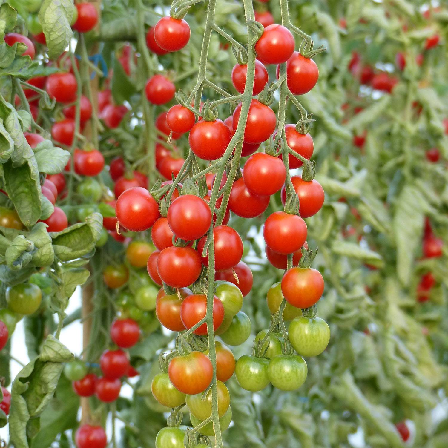 Tomate Supersweet 100 F1 en plants - Tomate cerise Mini-motte Ø 3/4 cm, Livré en hauteur de 5 à 10 cm (par 5)