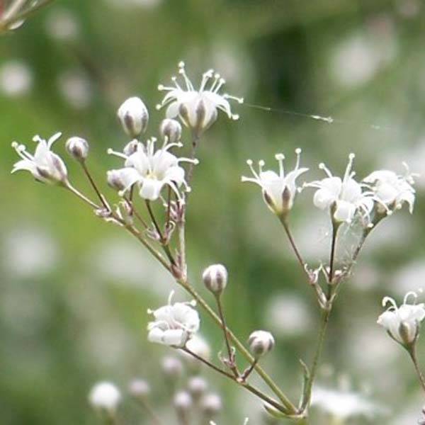 Gypsophile hybride White Festival Godet de 8/9 cm