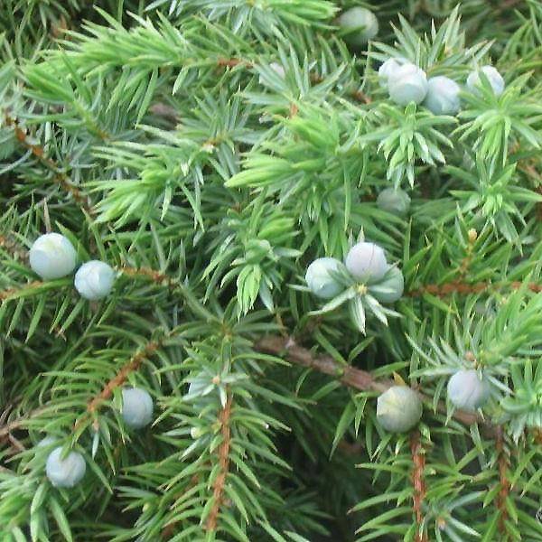 Promesse de Fleurs - Genévrier des plages - Juniperus conferta Schlager  Pot de 4L/5L - Image 1