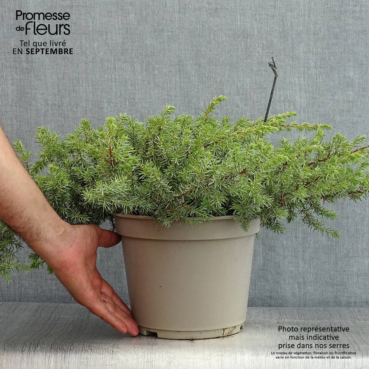 Promesse de Fleurs - Genévrier des plages - Juniperus conferta Schlager  Pot de 4L/5L - Image 2