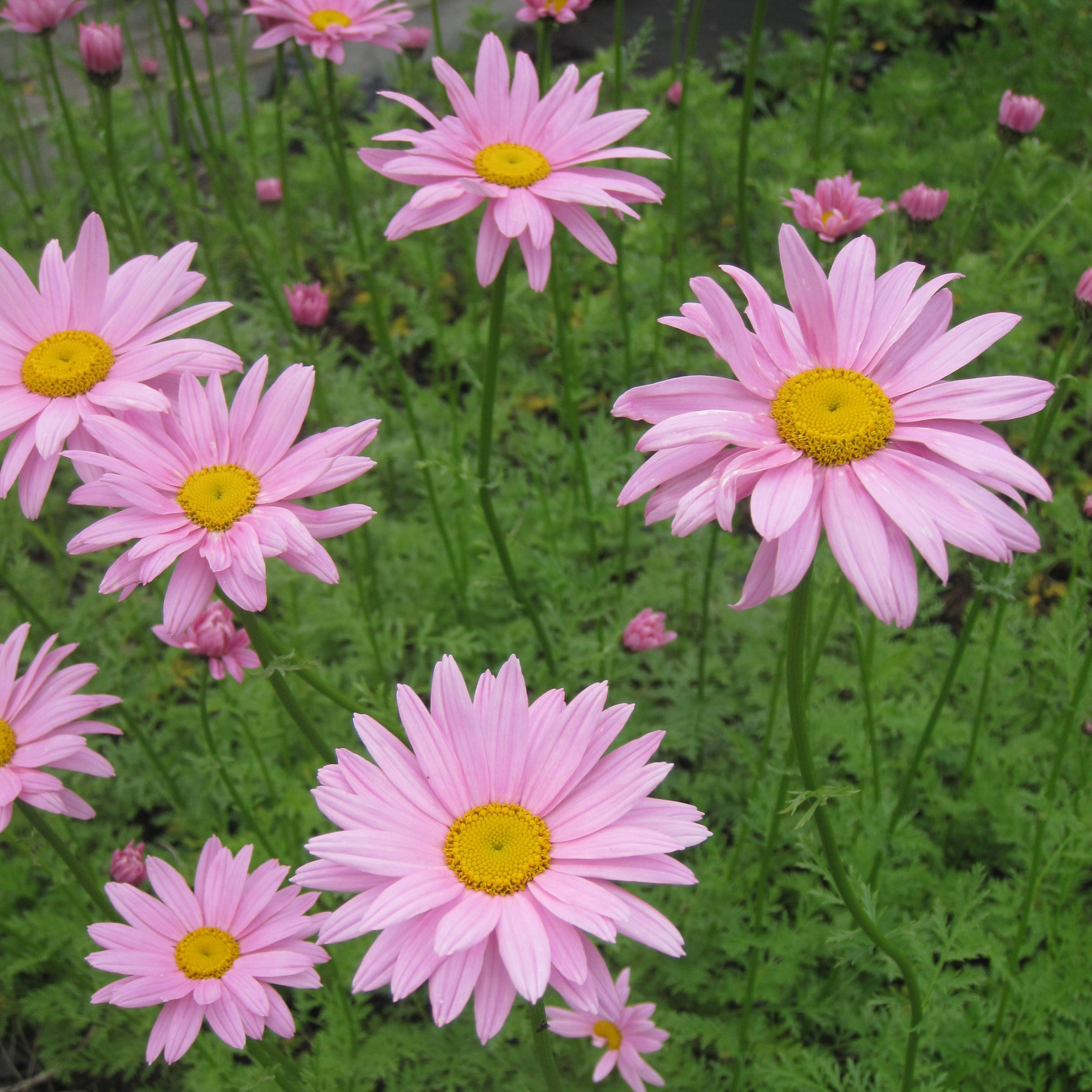 Chrysanthème rubellum Clara Curtis - Marguerite d'automne Godet de 8/9 cm