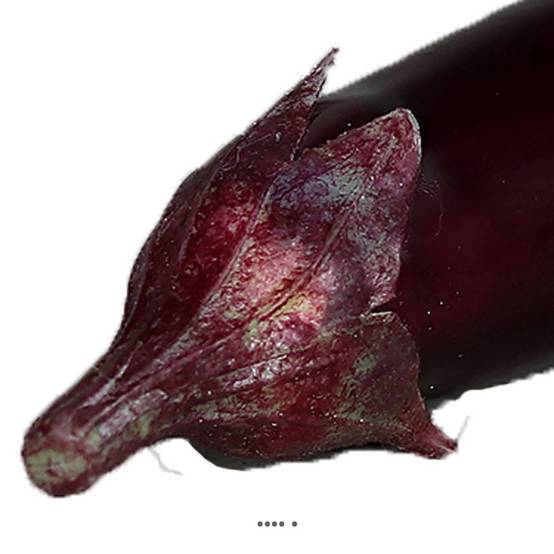 Aubergine en mousse artificielle très réaliste H 19 cm - Image 3