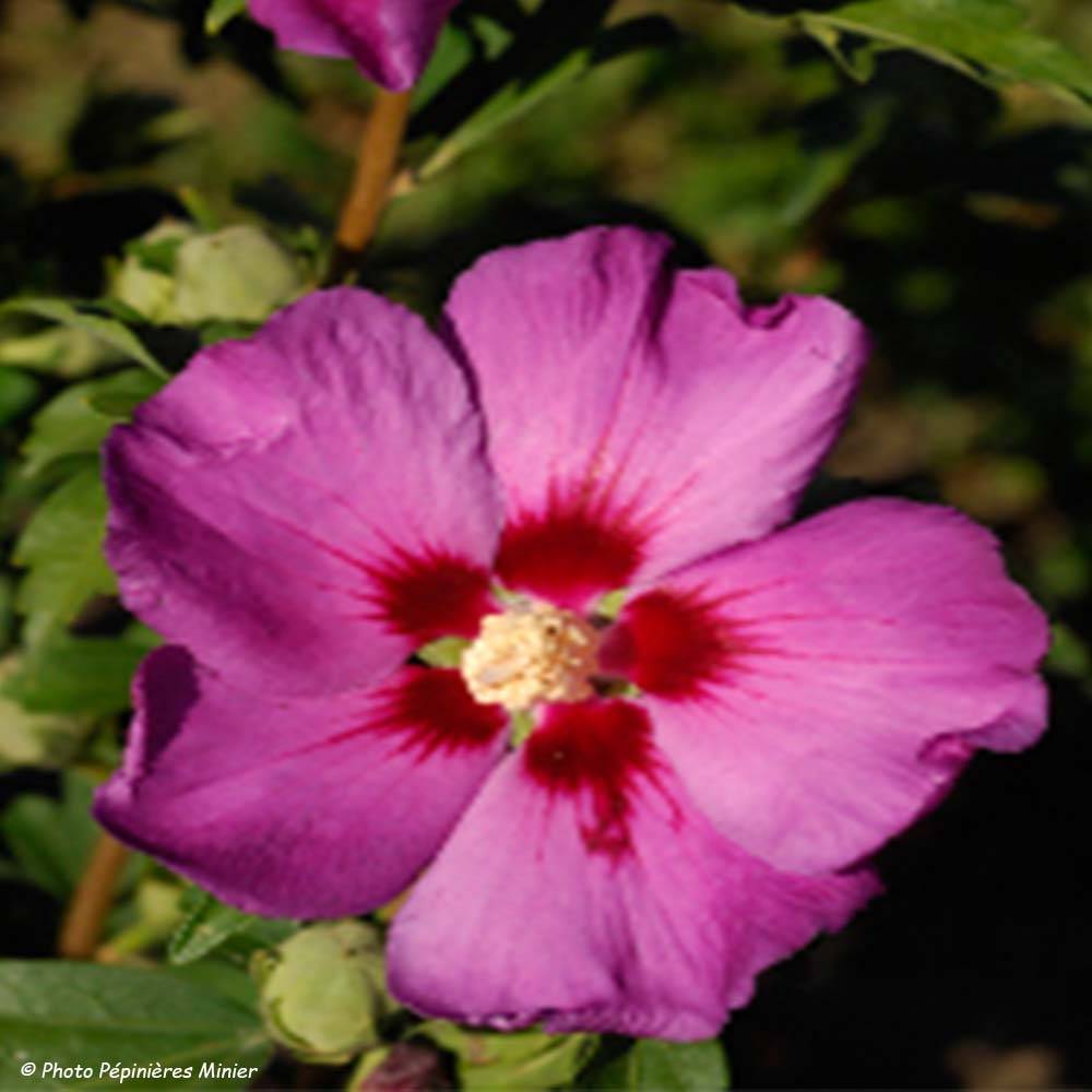 Promesse de Fleurs - HIbiscus Russian Violet (II) - Althea rose violacé Pot de 3L/4L