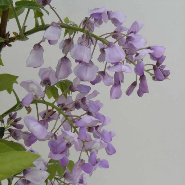 Glycine gracieuse - Wisteria venusta (brachybotrys) Okayama Pot de 2L ...