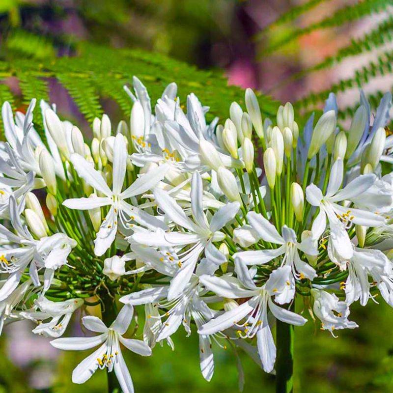 3 Agapanthes d'Afrique Blanche (Agapanthus Africanus 'Albus') - Lot de 3 vivaces - Pépinières Naudet - Imagen 1