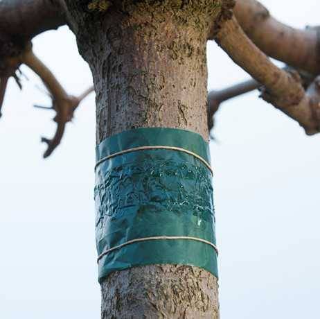 Bande de glu anti-insectes rampants 150 cm - Image 1