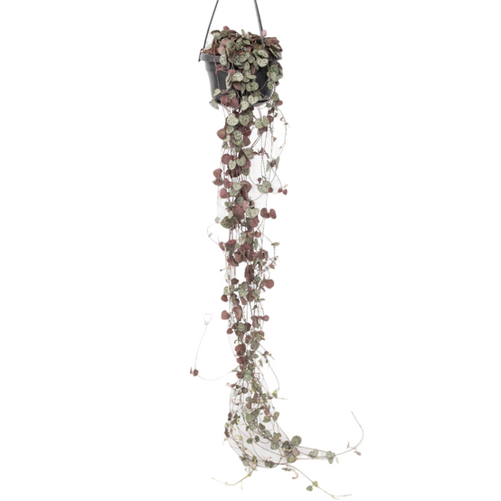 Plant In A Box - Chaîne des cœurs - Ceropegia linearis Woodii - Hauteur 20-30cm - ⌀14cm - Image 1