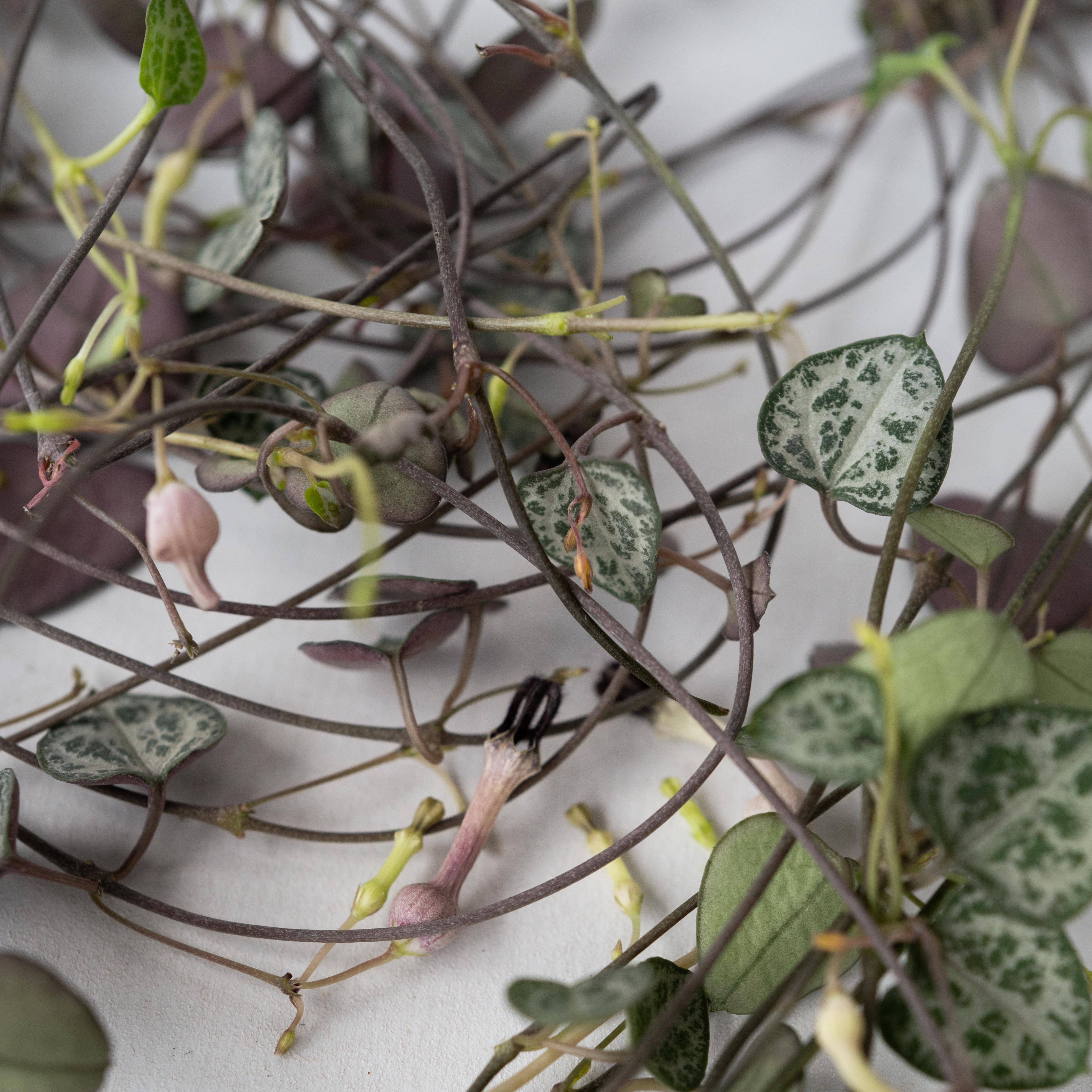 Plant In A Box - Chaîne des cœurs - Ceropegia linearis Woodii - Hauteur 20-30cm - ⌀14cm - Image 5